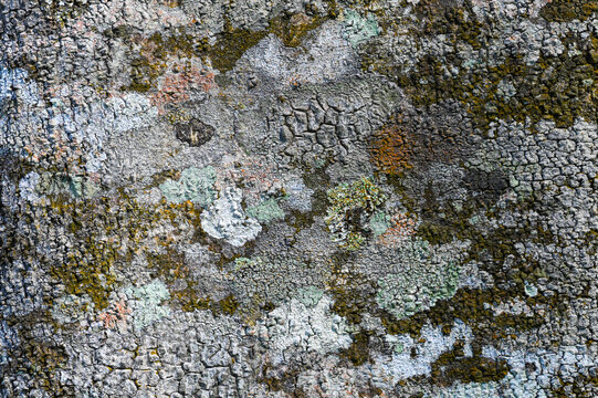 abstract background of tree bark surface close up