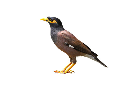 Common Myna (Acridotheres tristis)  isolated on white background