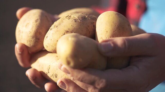 A person holding a bunch of potatoes. Hands harvesting potatoes in the soil. Lifestyle fresh produce from rural agriculture. An individual carrying a handful of potatoes.