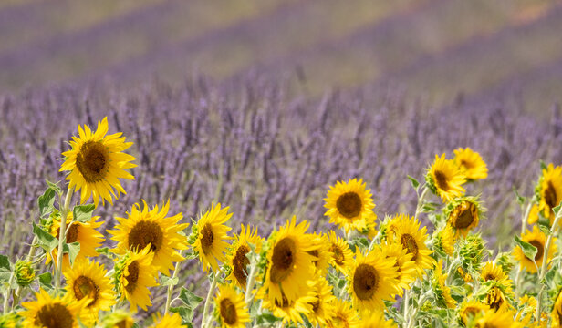 Bright yellow sunflowers in foreground, rows of fragrant purple  lavender in the distance. Photographed on a lavender farm in Valensole, Provence, south of France.
