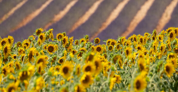 Bright yellow sunflowers in foreground, rows of fragrant purple  lavender in the distance. Photographed on a lavender farm in Valensole, Provence, south of France.
