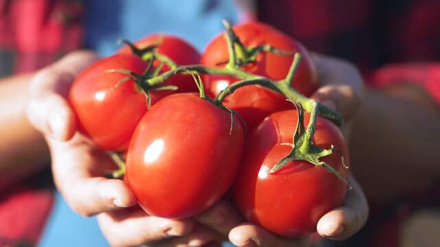 Person holding a bunch of tomatoes. Hands harvesting fresh tomatoes from a farm. Organic produce and vegetables lifestyle in a gardener. An individual carrying a cluster of tomatoes.