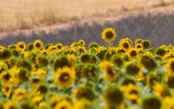 Bright yellow sunflowers in foreground, rows of fragrant purple  lavender in the distance. Photographed on a lavender farm in Valensole, Provence, south of France.

