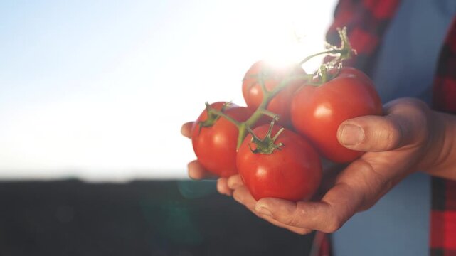 A man holding two tomatoes. Organic fresh hands harvesting tomatoes in a farm. Organic ripe vegetables produced lifestyle in red agriculture. A man grasping two tomatoes.