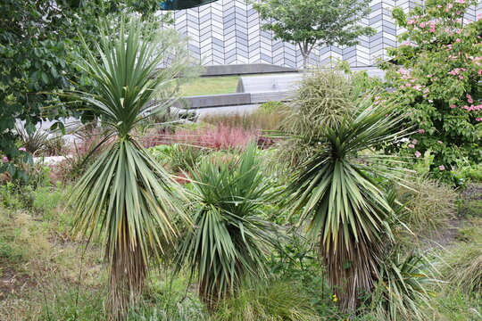 three yucca plants, long, sword-shaped leaves,  in dense undergrowth (Yucca-aloifolia, Spanish-bayonet, Yucca-recurvifolia, curved-leaf-yucca) (landscape, shade) 5491