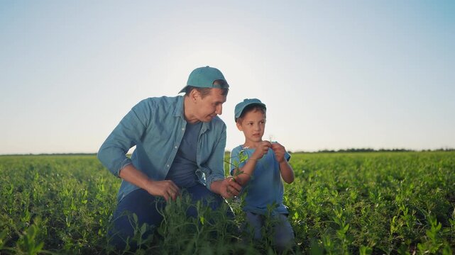 Father and son in field. Father teaching his son how to plant field. Farmer kneeling on sandbank with a hat and a hat of agriculture. A father and his son lifestyle in a meadow.