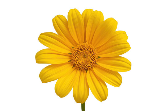 Mexican sunflower tithonia diversifolia showing bright yellow petals and a textured center with a transparent background
