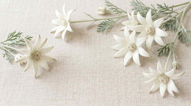 Beautiful white flannel flowers arranged elegantly on a soft textured neutral linen fabric background surface