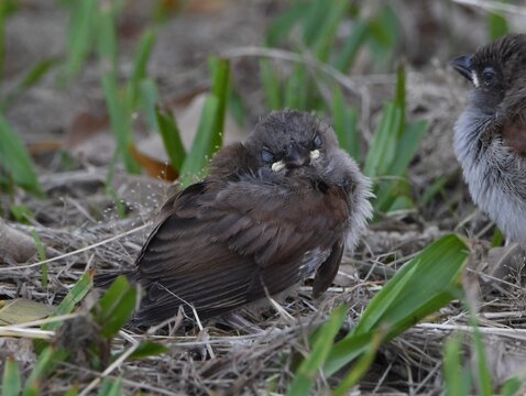 Moineau gris juv&eacute;nile
