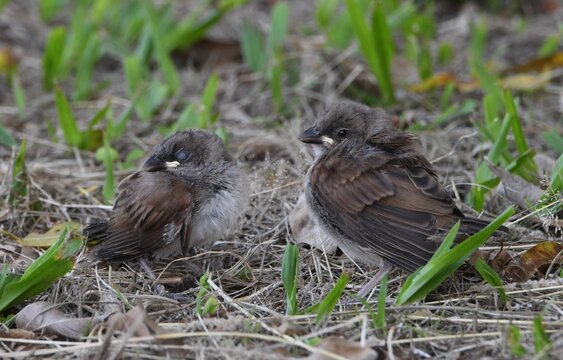 Moineau gris, adulte avec juv&eacute;nile