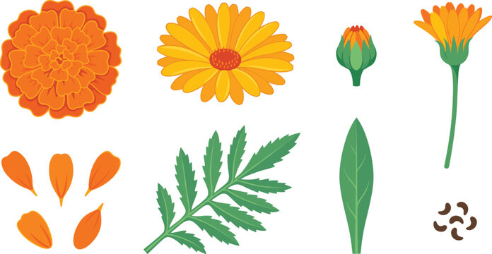 Marigold and Calendula Flower Botanical Vector Element Set Featuring Orange Blooming Blossoms Side Profile Bud Green Leaves Petals and Seeds for Cosmetic Designs