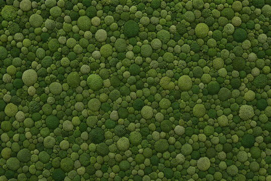 Lush green moss texture background, organic round mossy spheres pattern, natural forest floor vegetation surface for biophilic interior design
