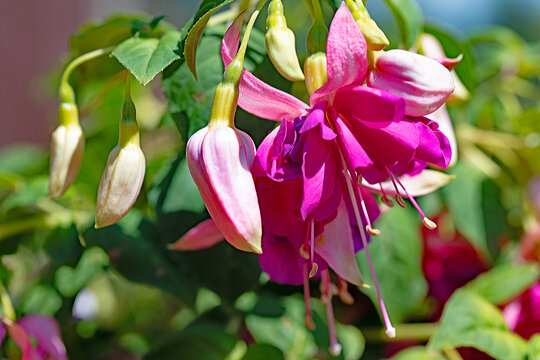 Bella Rosella fuchsia, flowering in July 2026.