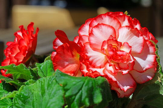 Red and white picotee begonia..