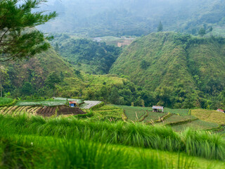 Scenic view of green agricultural terraced fields nestled in a lush misty mountain valley. © pandu
