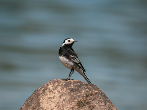 Pied Wagtail on a Stone