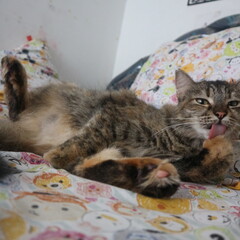 cat licking hand © like