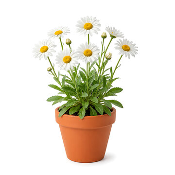 White daisy flowers blooming in a small terracotta pot with terracotta, isolated