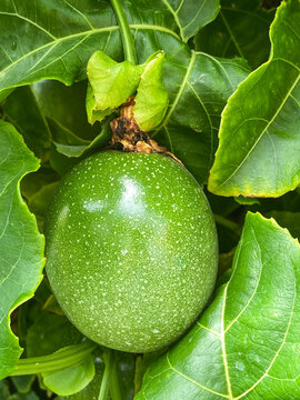 Green passion fruit hanging on the tree in the garden. Passiflora edulis also known as Maracuya or Parcha on the vine close up.