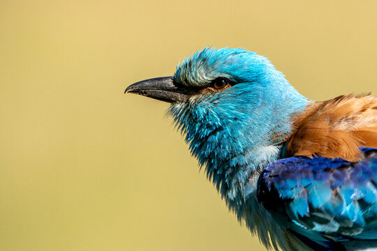 roller (European roller) (eur&oacute;pai szalak&oacute;ta). Coracias garrulus.