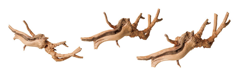 Fototapeta premium set old dry driftwood tree branch on an isolated white background close-up