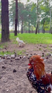 A rooster shaking or bobbing its head, seen in a vertical video. Behind it, a hen is walking around. The scene takes place on a farm or in a yard. Simple and natural farm life moment