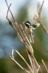 Coal tit carrying a caterpillar while standing on a dry branch in the wilderness © Juanmarcos