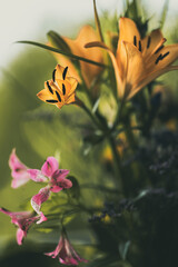 Gelbe Lilien und rosa Inkalilien im warmen Abendlicht. © stefan_bernsmann