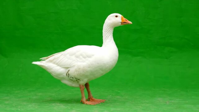 White domestic goose walking slowly across a vibrant green screen background for compositing and visual effects