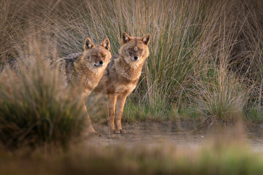 Two Golden jackals looking at the camera