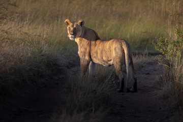 Lion watching the camera in the sunset light © Adi