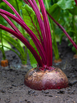 Beets, carrots and onions are growing. Selective focus.