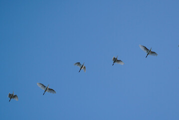 Fototapeta premium A flock of white egrets or herons flying in a diagonal formation across a clear blue sky, showcasing natural migration patterns and avian grace