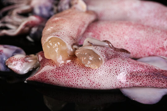 Fresh Whole Squid Seafood with Tentacles at Market Display