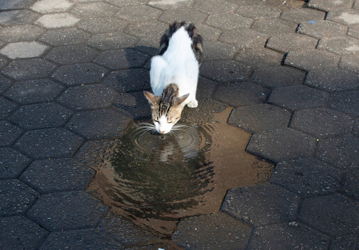 A cat drinking water from a puddle,  Cat reflection on the puddle. 