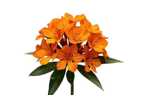 Geiger tree orange flowers blooming with vibrant petals, tropical cordia sebestena blossom, adding natural beauty