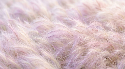 Obraz premium Soft pink feathery grasses swaying gently in a bright light creating a dreamy blurred aesthetic