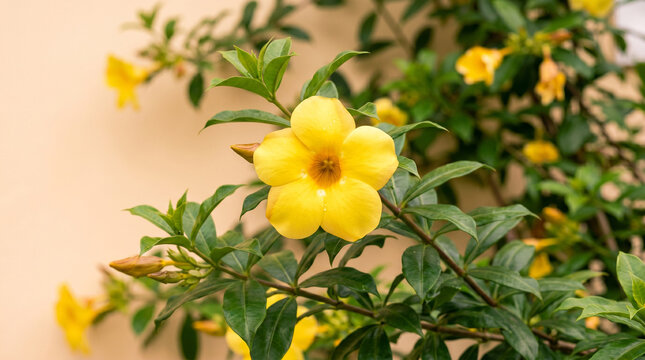Beautiful vibrant yellow allamanda flower blooming in a lush green garden during a sunny day