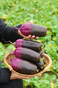 Fresh Purple Radishes Harvest in Wicker Basket - Organic Root Vegetables from Shandong China