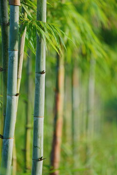 close up white bamboo