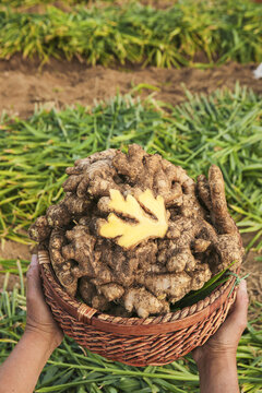 Fresh Ginger Root Harvest in Shandong China - Organic Seasoning Ingredient in Traditional Basket