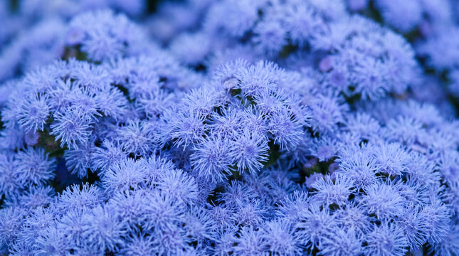 Vibrant blue ageratum flowers blooming in a dense garden cluster captured with soft natural lighting