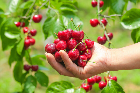 Freshly picked red cherries in hands from Yantai Shandong cherry orchard harvest domestic fruit farming