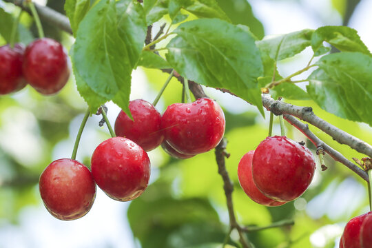 Fresh Red Cherries Growing on Tree Branches in Yantai Shandong China Agricultural Orchard