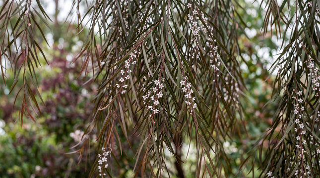 Close up view of delicate white flowers hanging from long thin dark brown tree branches