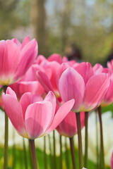 Fototapeta premium Elegant Pink Tulips Blooming in Soft Spring Light with Selective Focus Garden Background