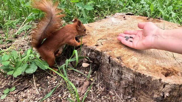 A red squirrel climbs onto a large wooden tree stump where a human hand offers food. Squirrel approaches, climbs stump, reaches toward open palm, feeds from hand, then looks around alertly.