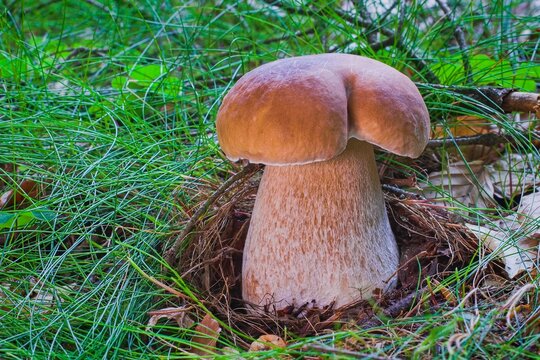 Fresh king bolete mushroom growing in the forest grass. Close-up of organic wild Boletus edulis fungus in natural environment.