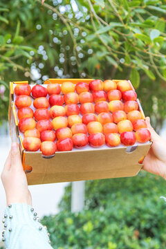 Fresh Golden Rainier Cherries in Box - Premium Chilean Imported Fruit Harvest