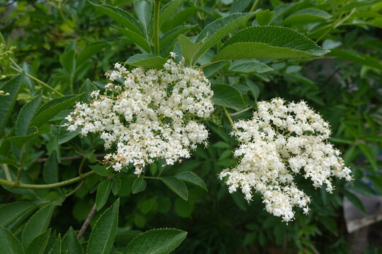 Elderberry plant blooming with flat-topped clusters of white flowers and green leaves in soft natural light
